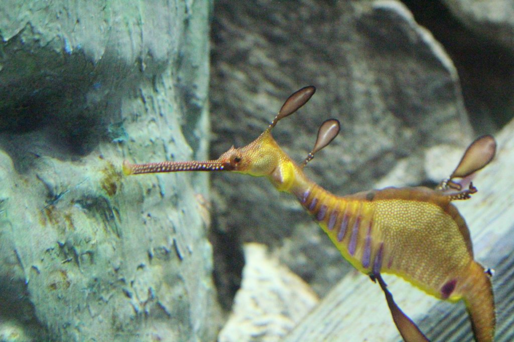 Weedy Seadragon