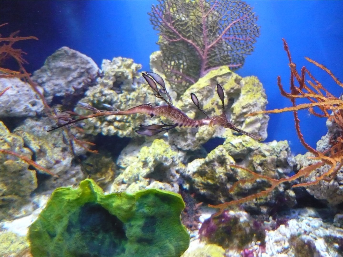 Weedy seadragon