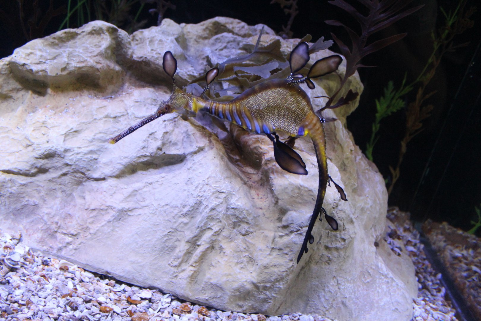 Weedy Seadragon