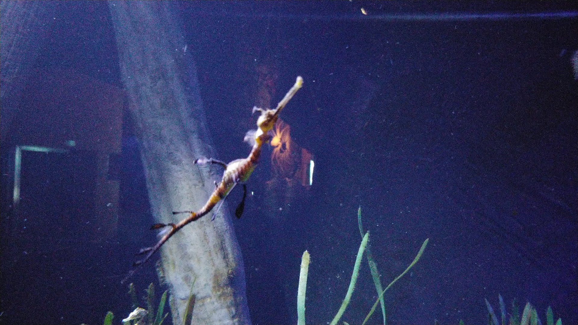 Weedy seadragon