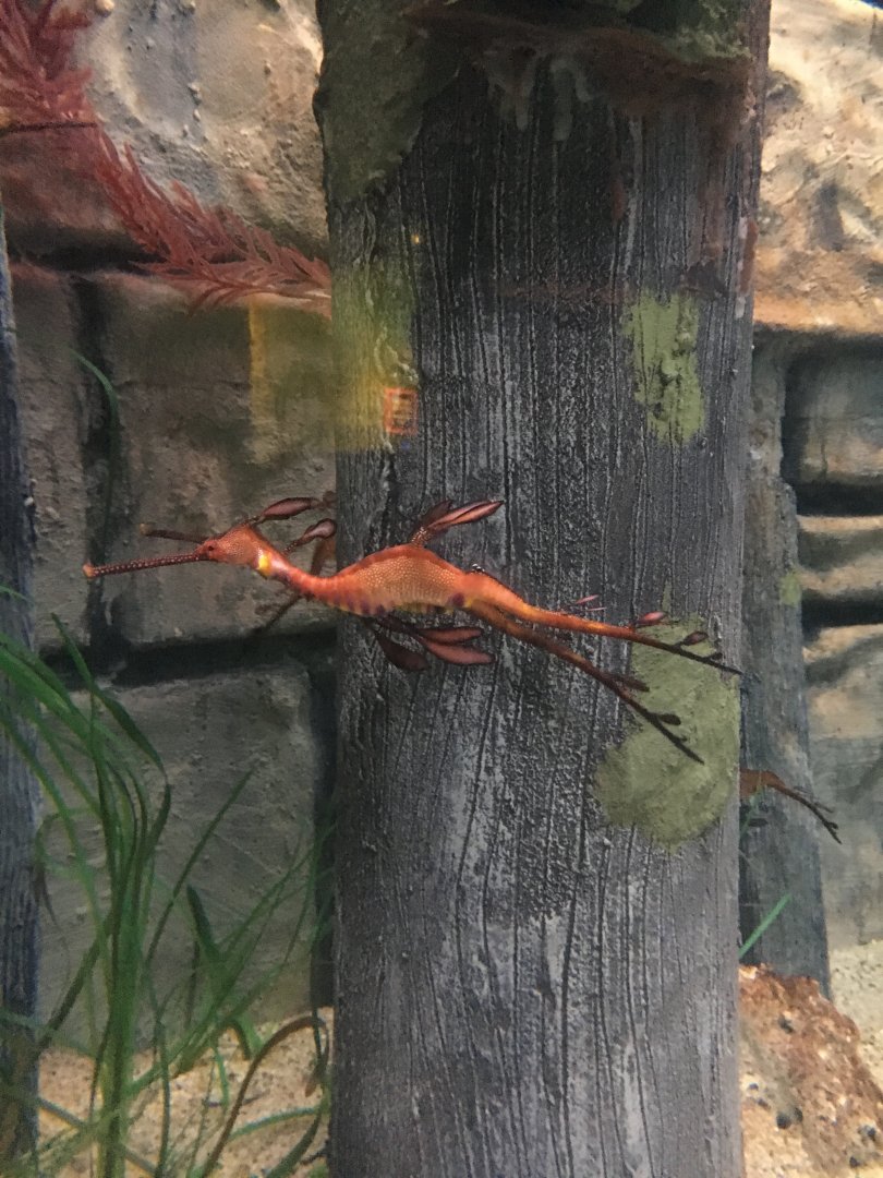 Weedy Seadragon