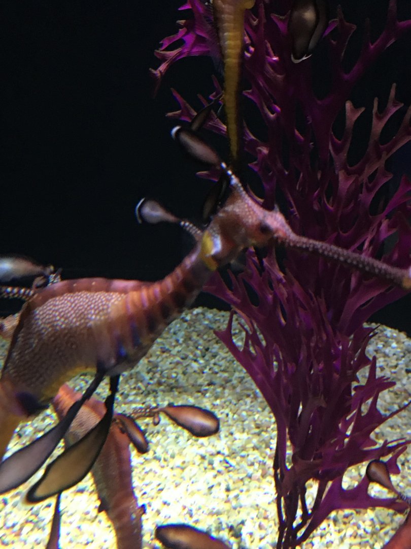 Weedy Seadragon