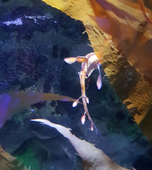 Weedy Seadragon