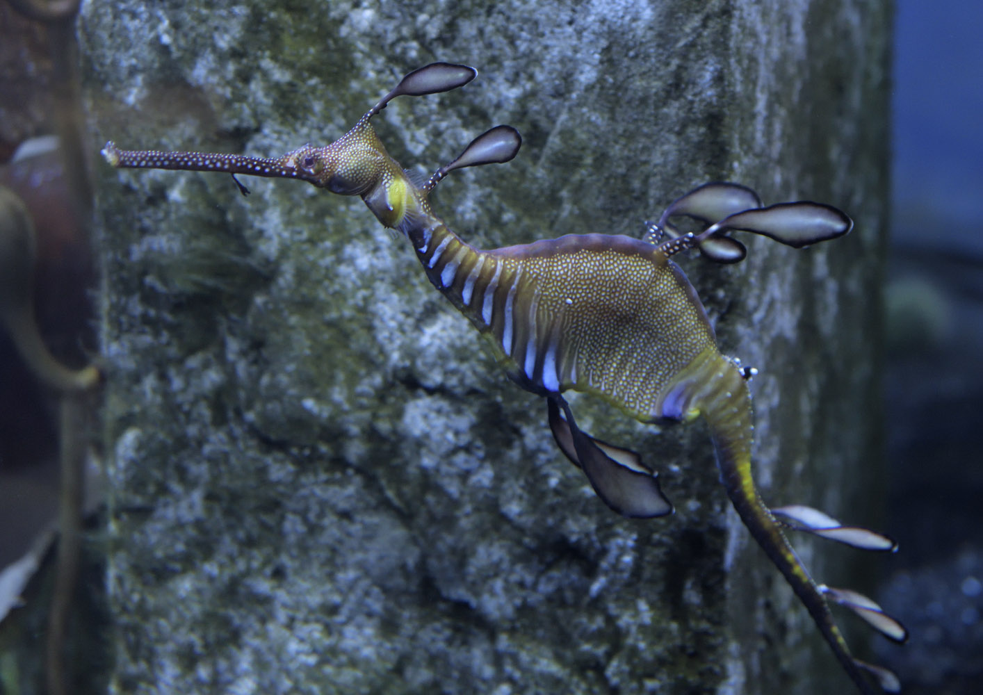 Weedy seadragon