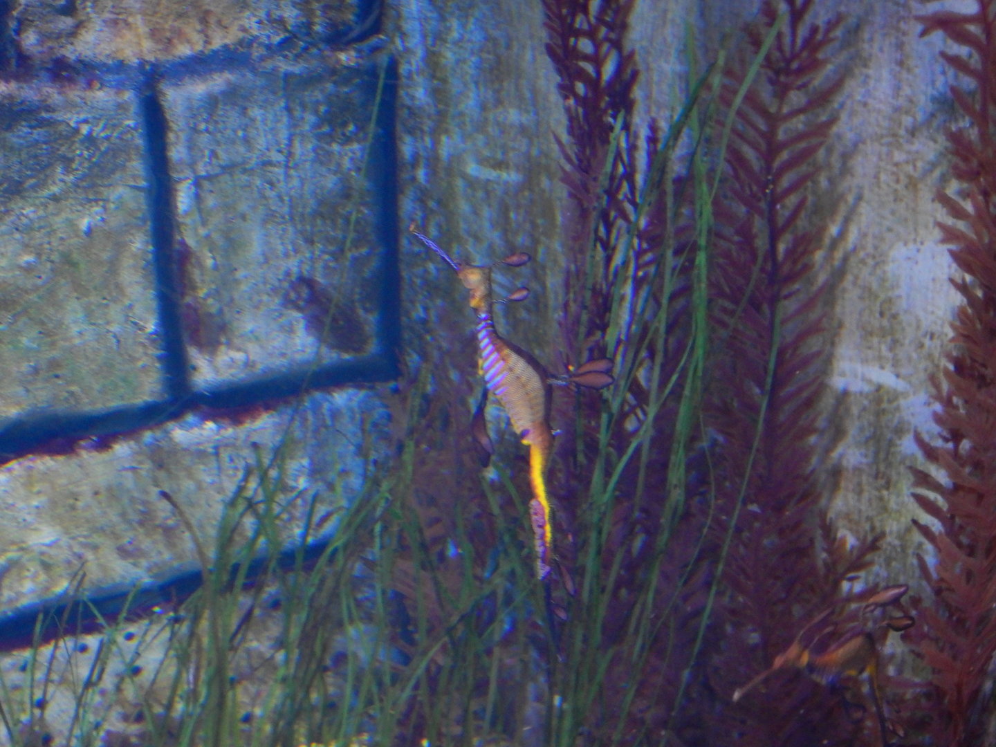 Weedy Seadragon