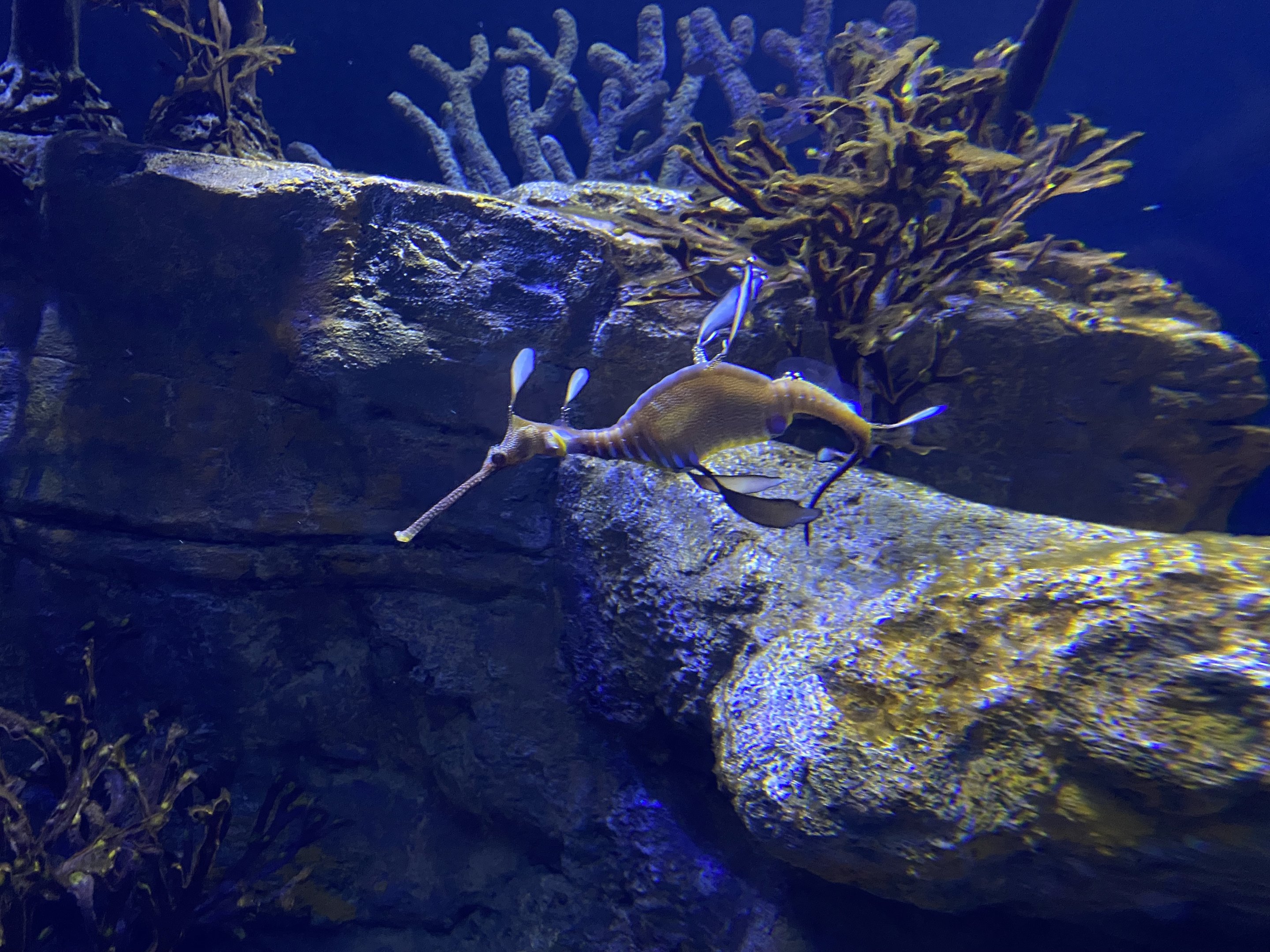 Weedy Seadragon