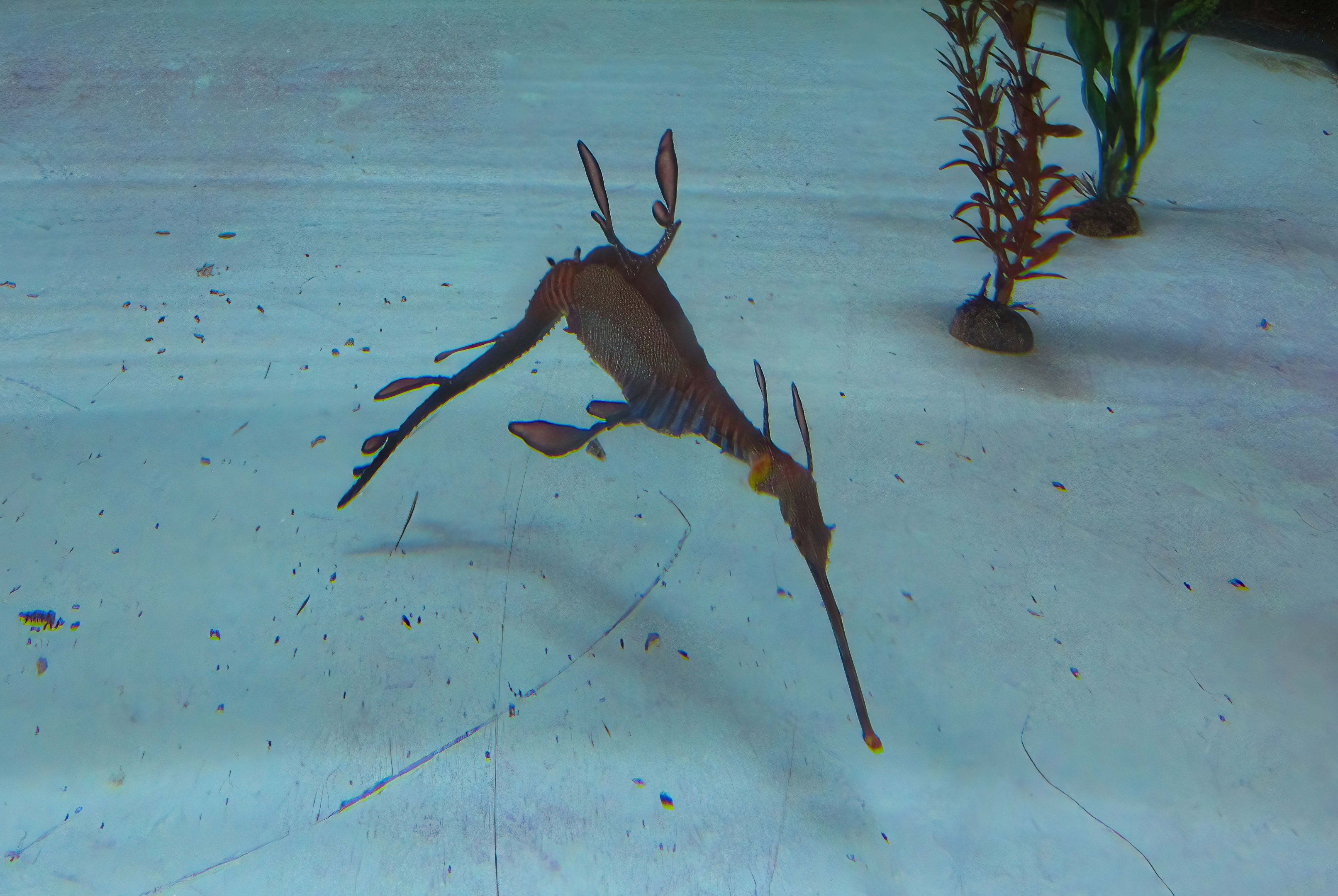 Weedy Seadragon