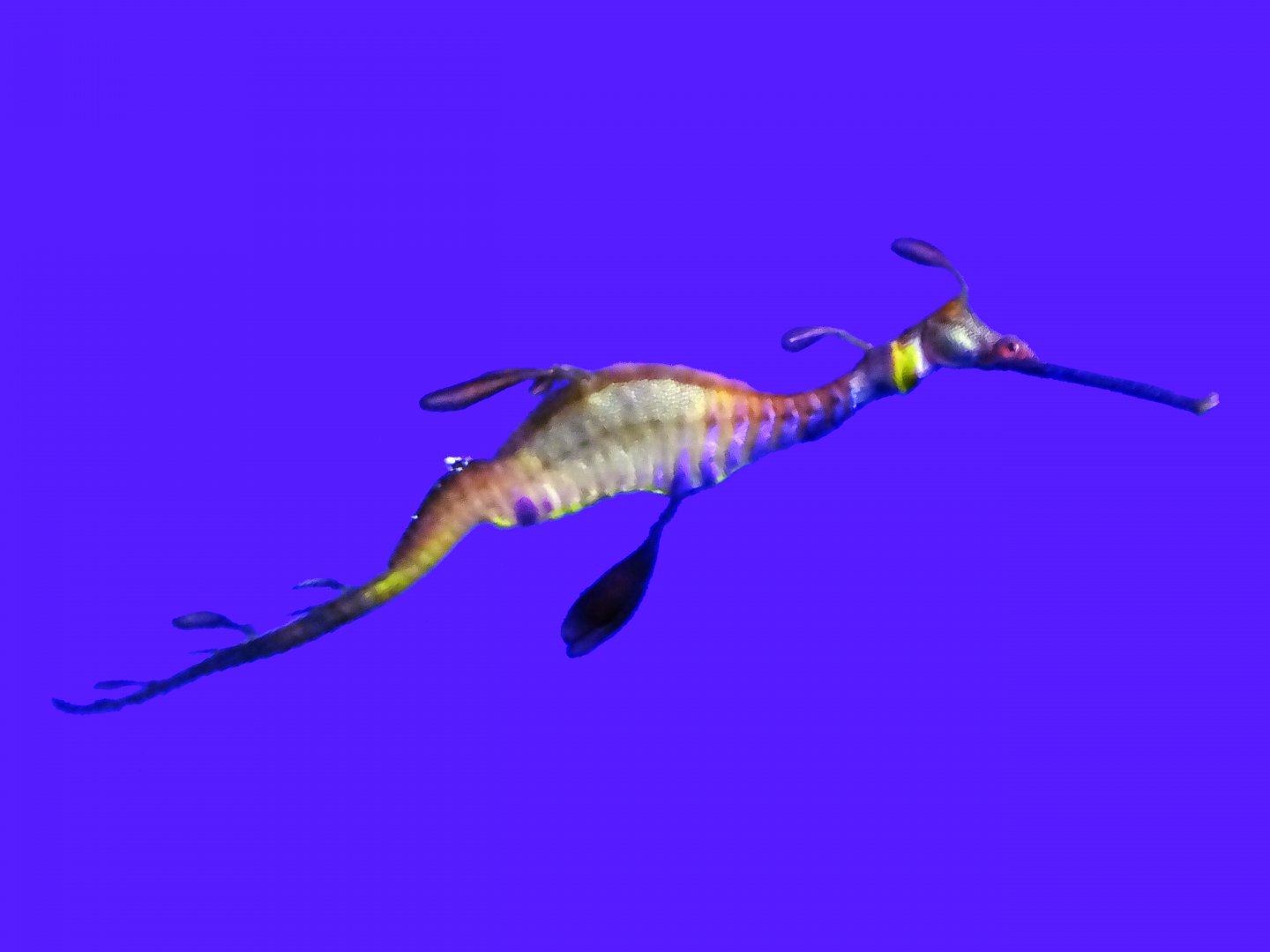 Weedy Seadragon