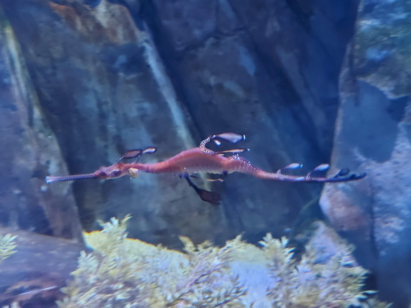 Weedy Seadragon