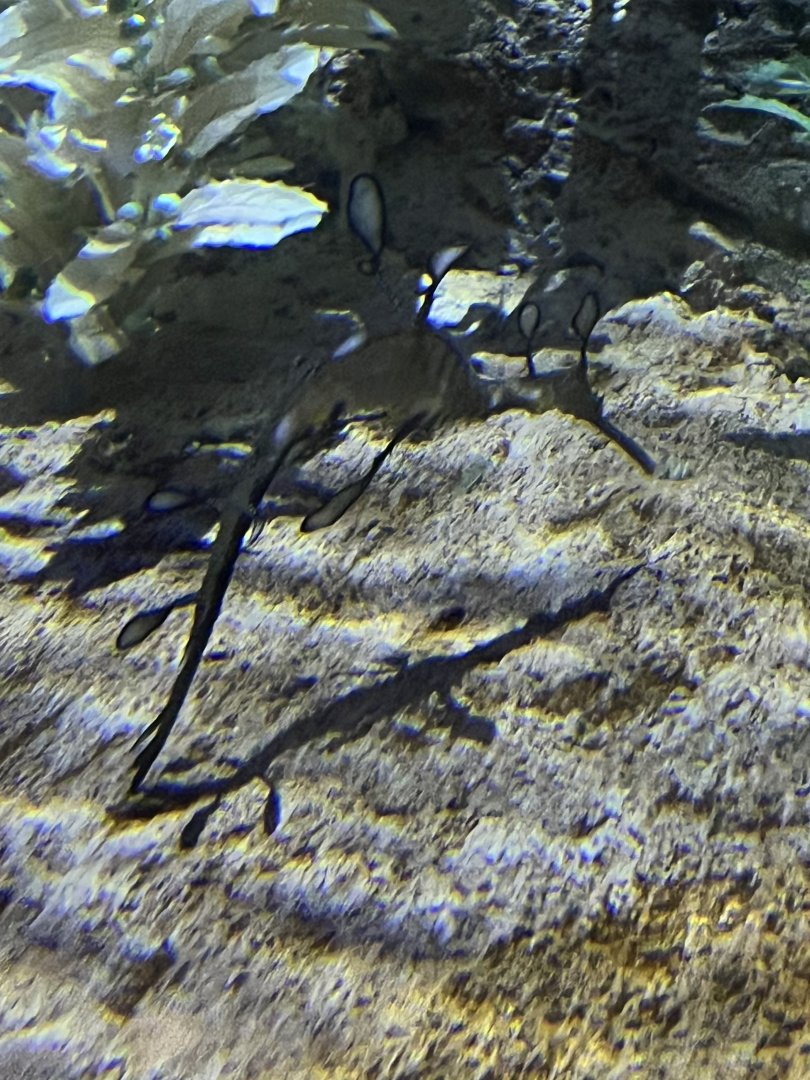 Weedy Seadragon