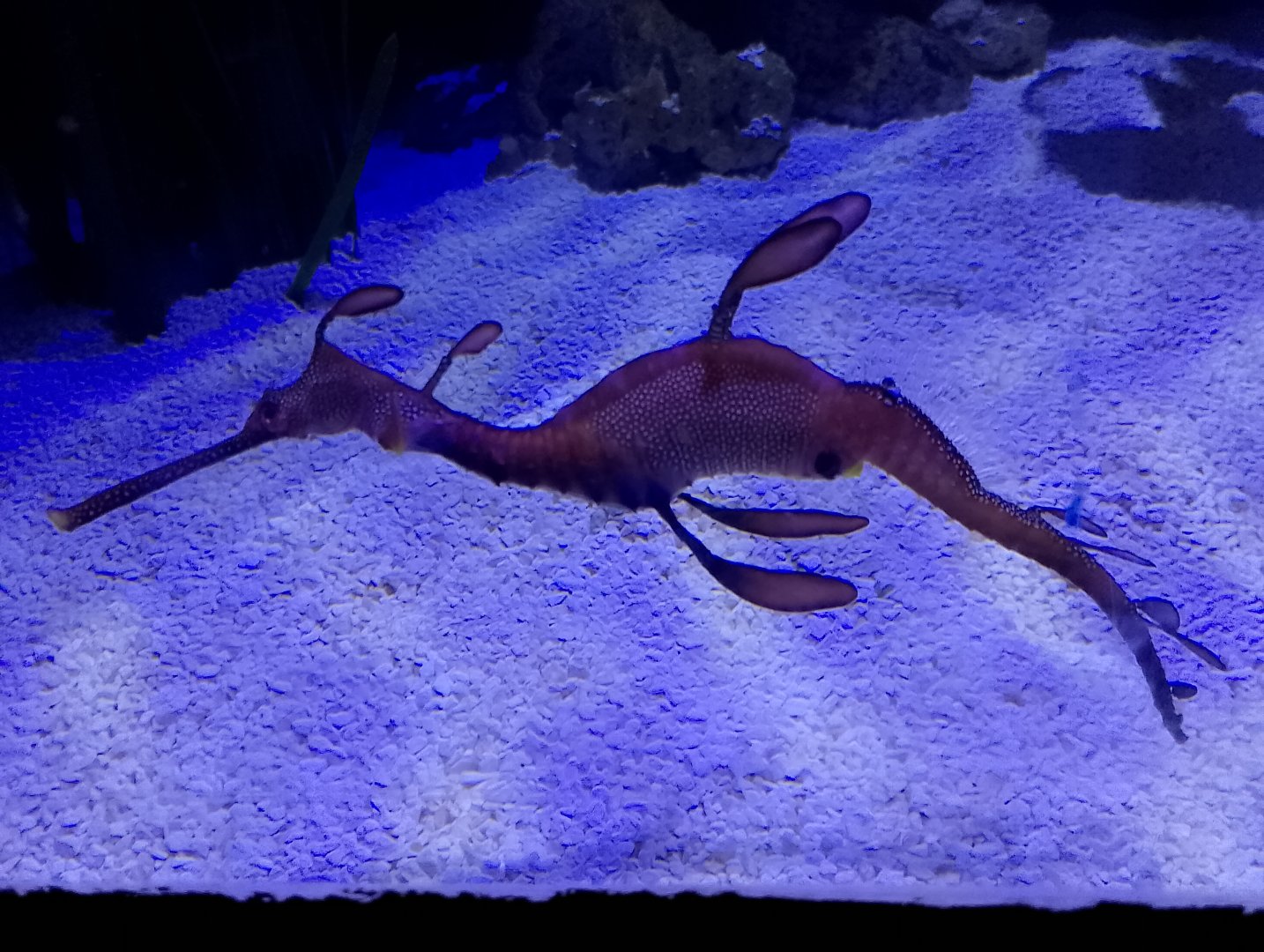 Weedy seadragon