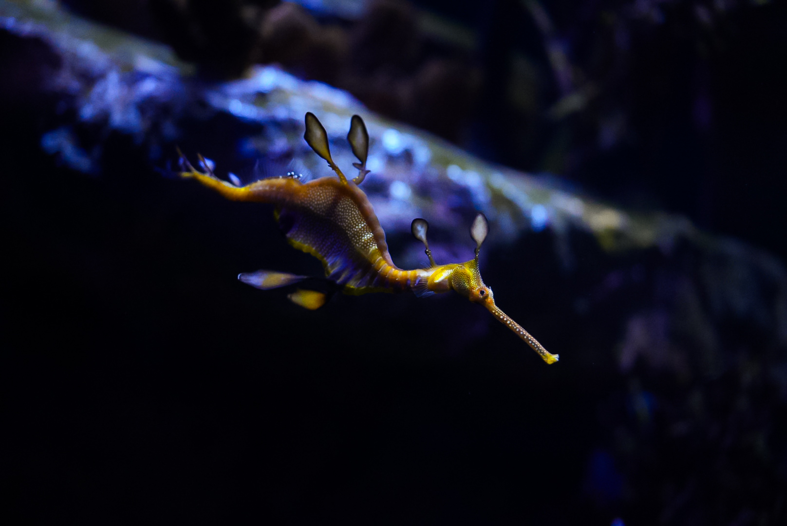 Weedy Seadragon