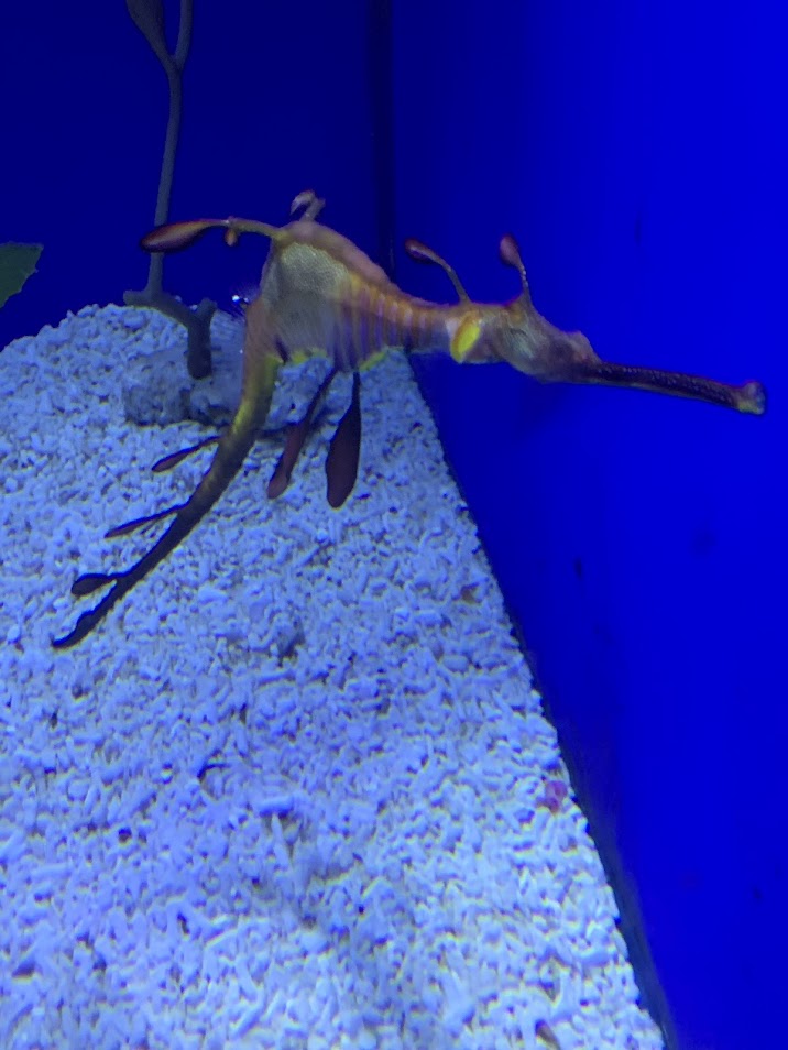 Weedy seadragon