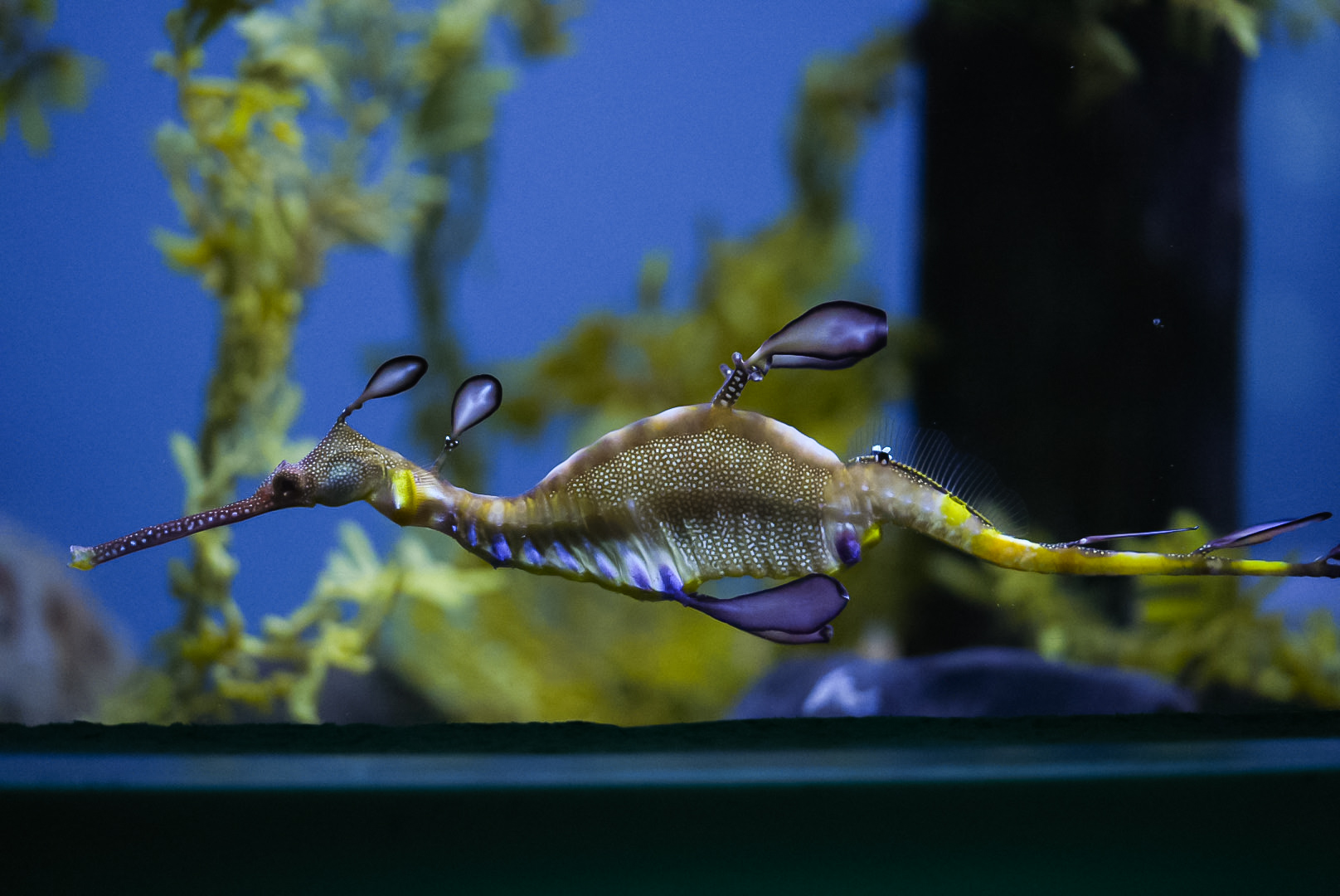 Weedy Seadragon