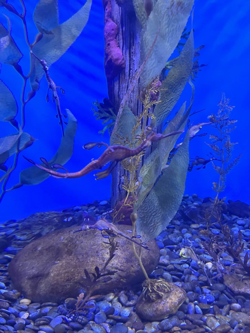 Weedy seadragon