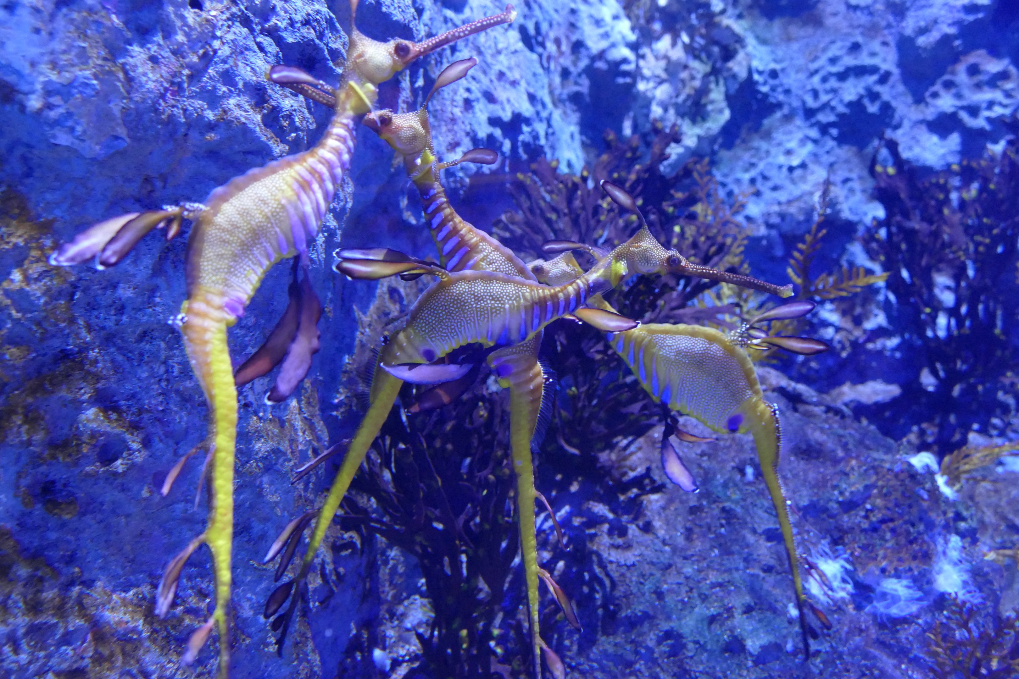 Weedy seadragons