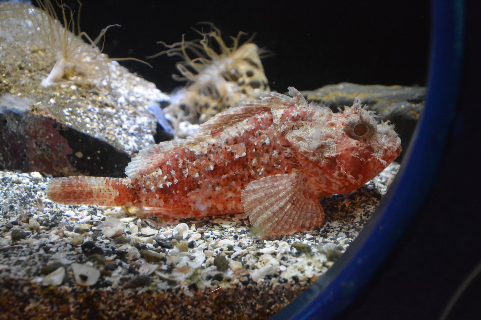 Weedy stingfish (Scorpaenopsis cirrosa)