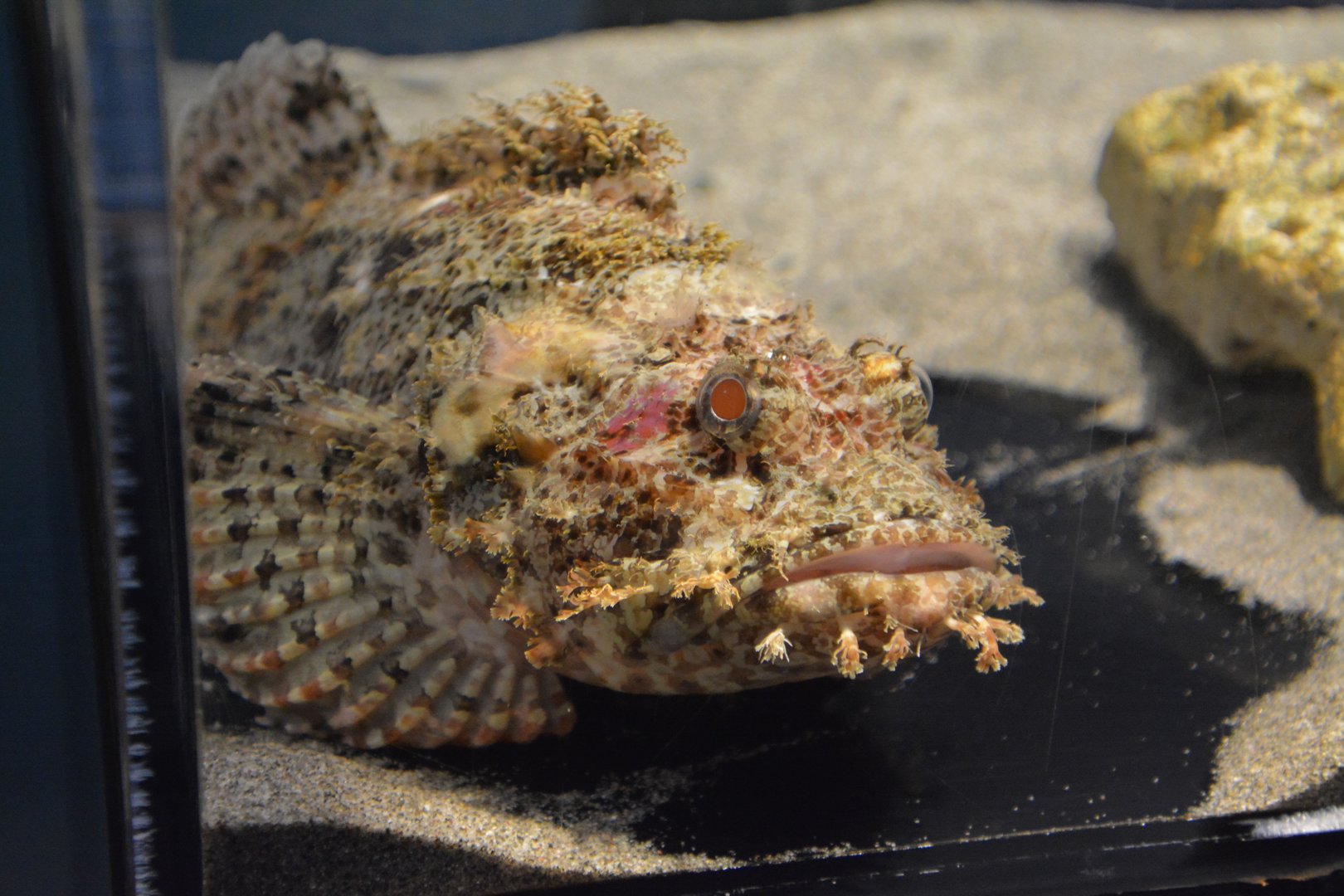 Weedy stingfish (Scorpaenopsis cirrosa)