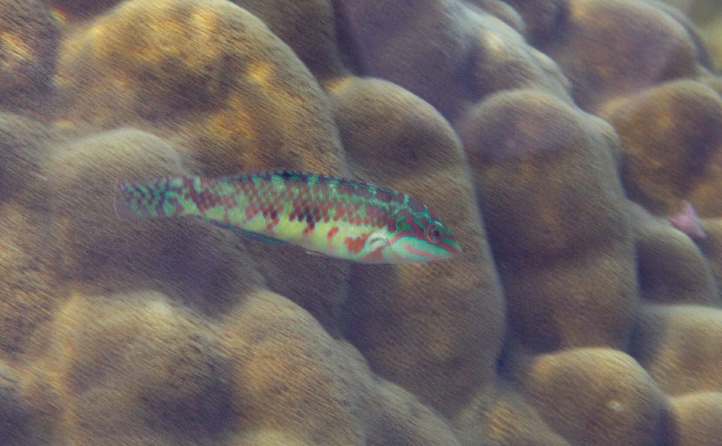 Weedy Surge Wrasse (Halichoeres margaritaceus)