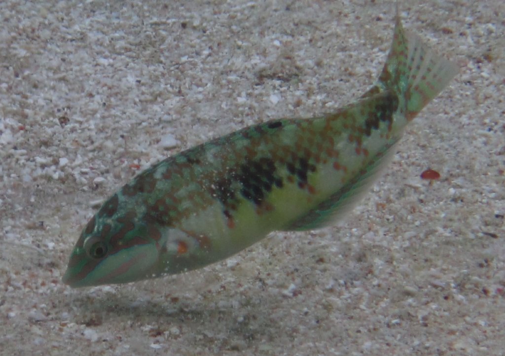 Weedy Surge Wrasse