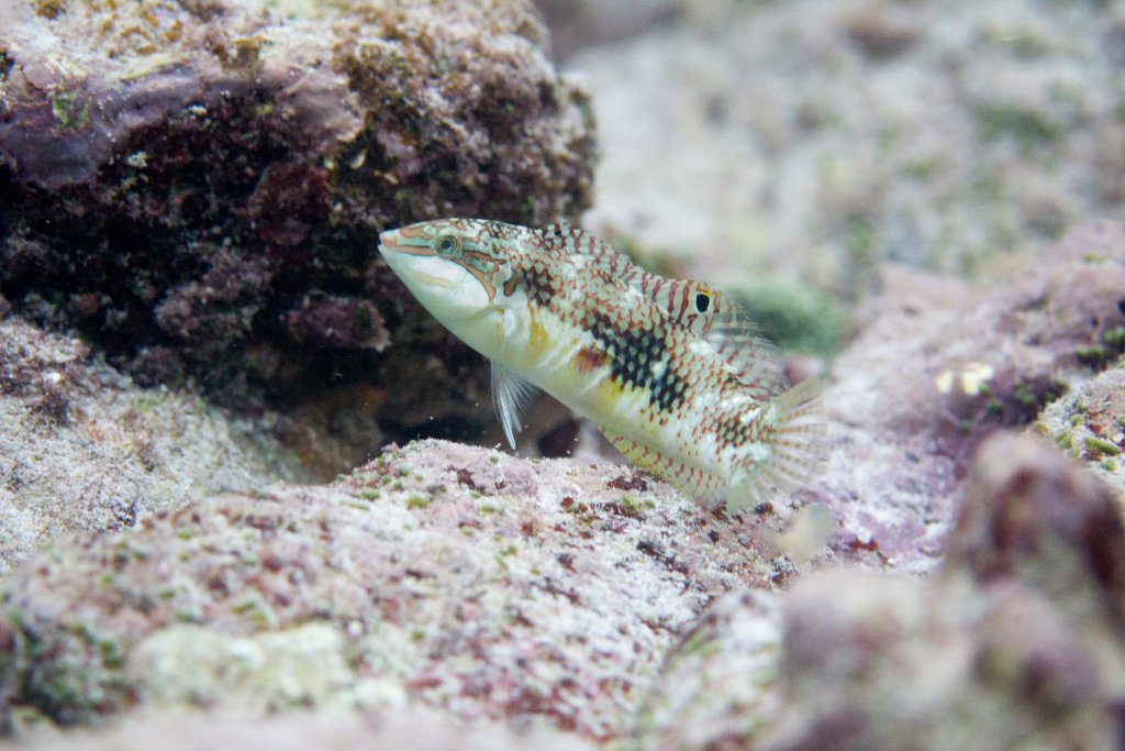 Weedy Surge Wrasse
