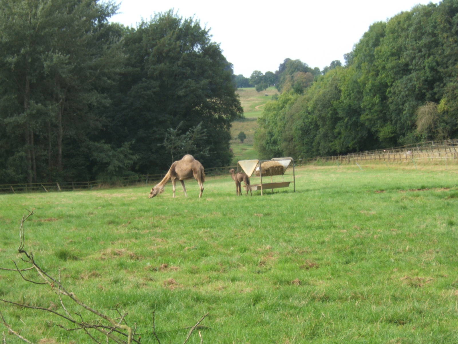 Week old Arabian Camel and mother