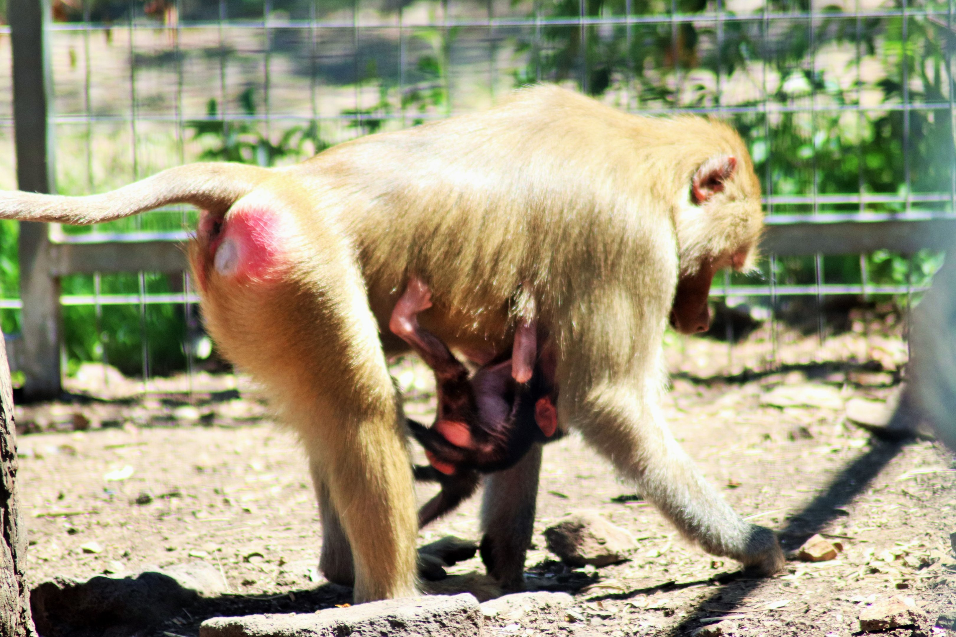Week-old Baboon Baby