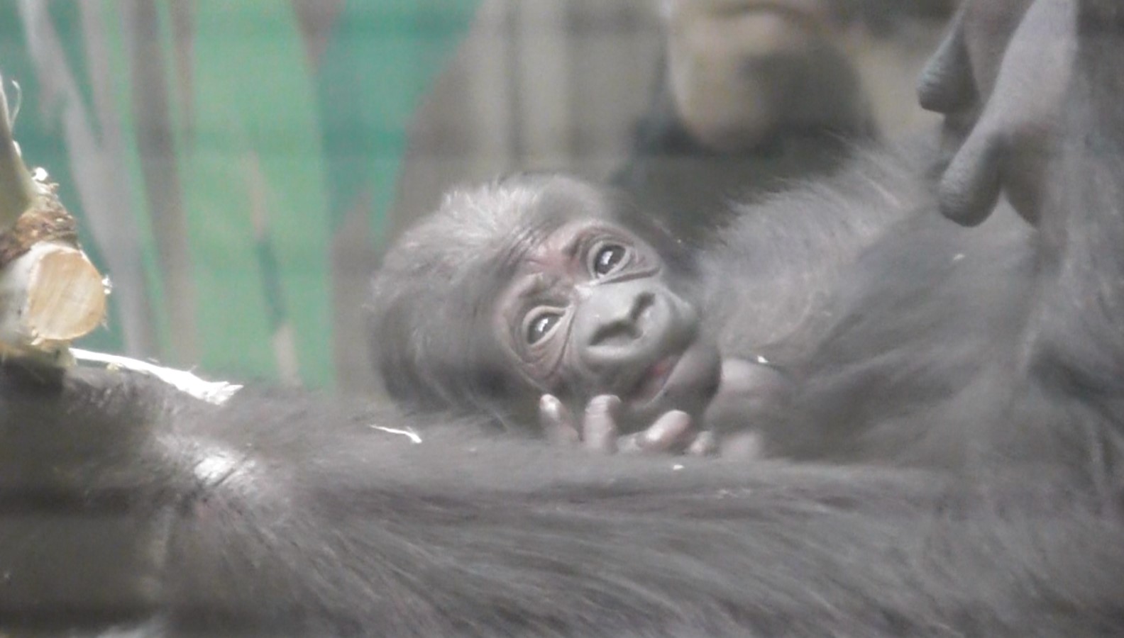 Week-old Western lowland gorilla