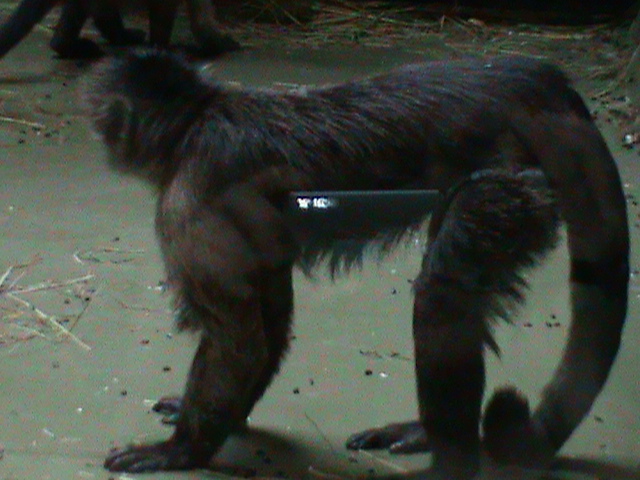 weeper capuchin 030910