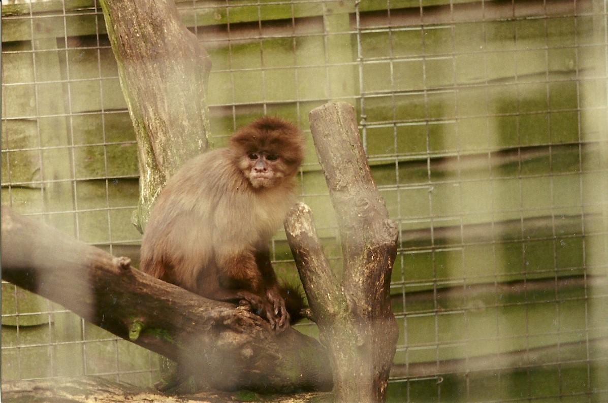 Weeper Capuchin 4th March 1995