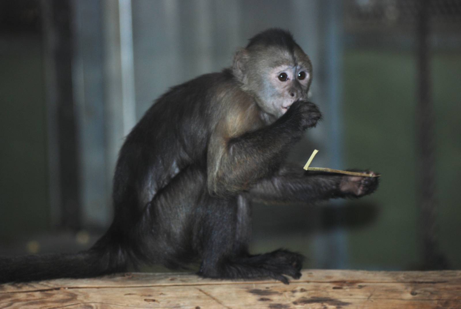 Weeper Capuchin at Berlin Zoo, 31/08/11