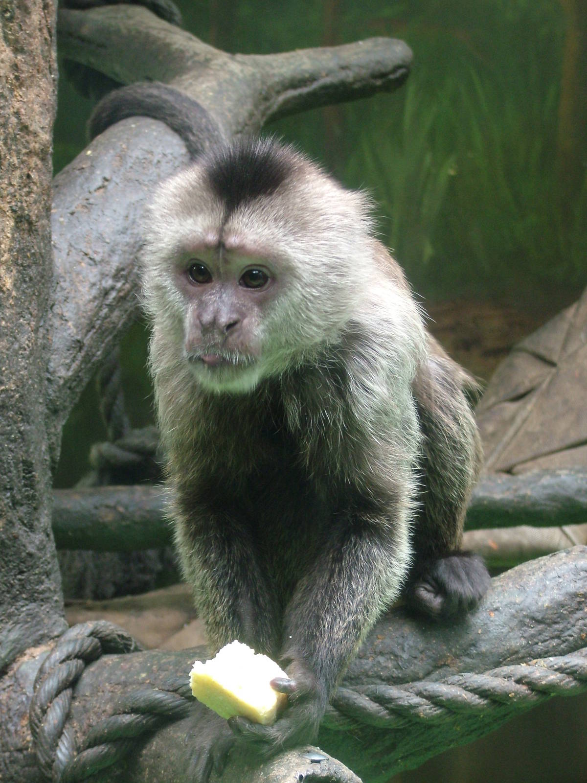Weeper Capuchin at Olomouc 30/05/09