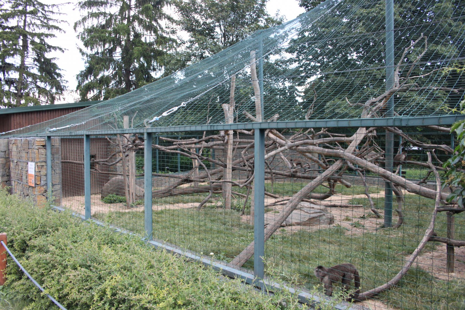 Weeper capuchin (Cebus olivaceus) exhibit