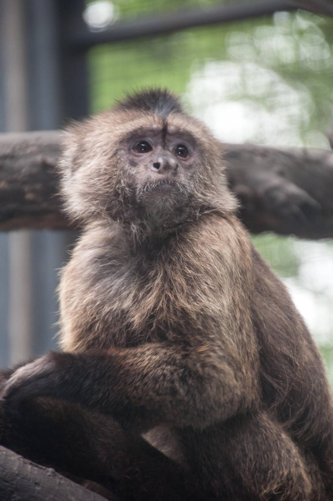 Weeper Capuchin - Cebus olivaceus