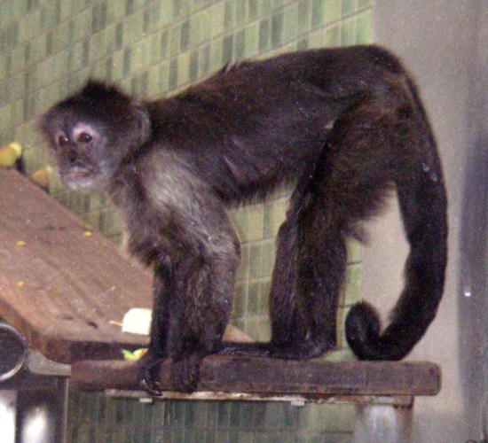 Weeper Capuchin (Cebus olivaceus)