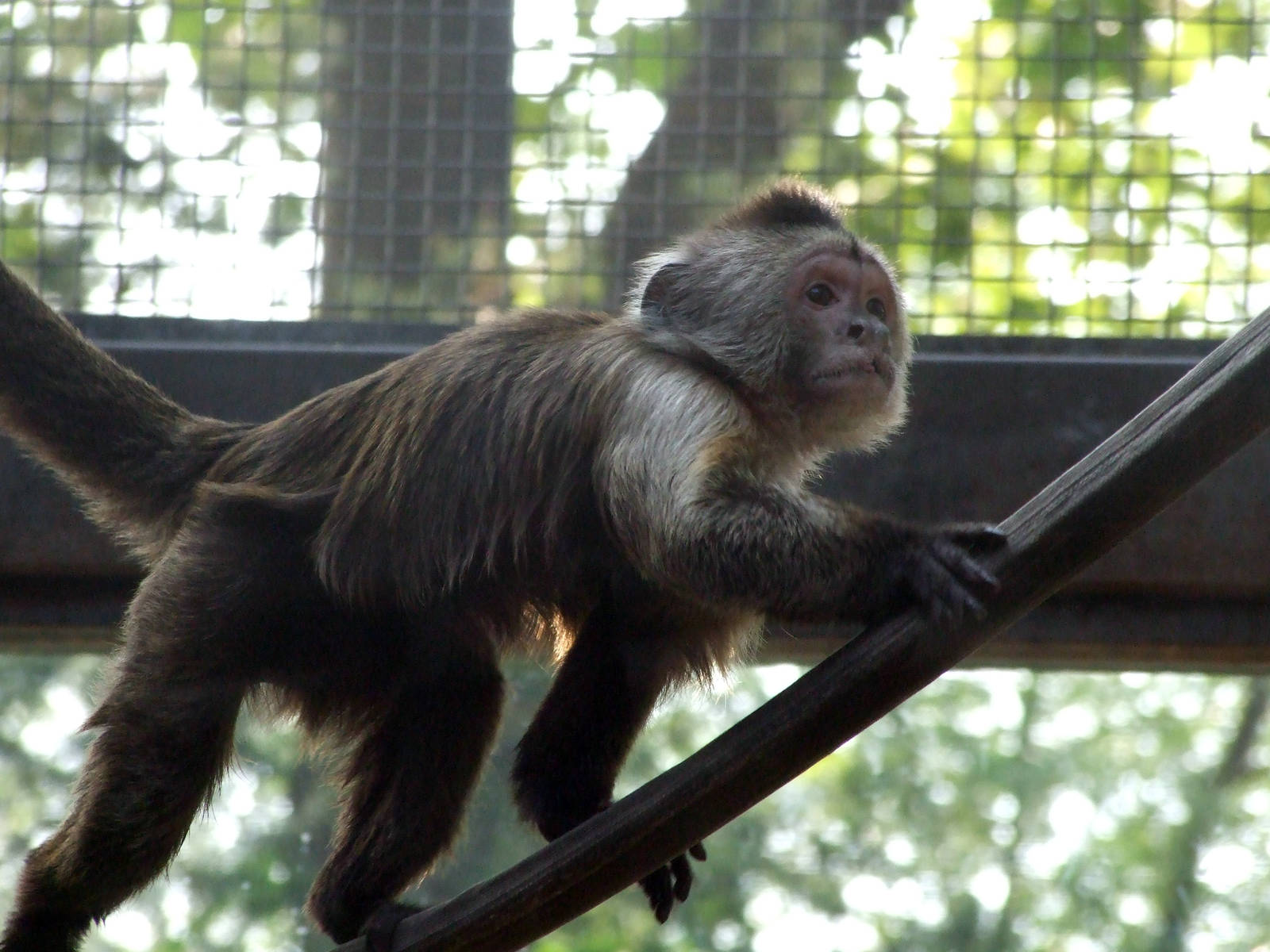 weeper capuchin (Cebus olivaceus)
