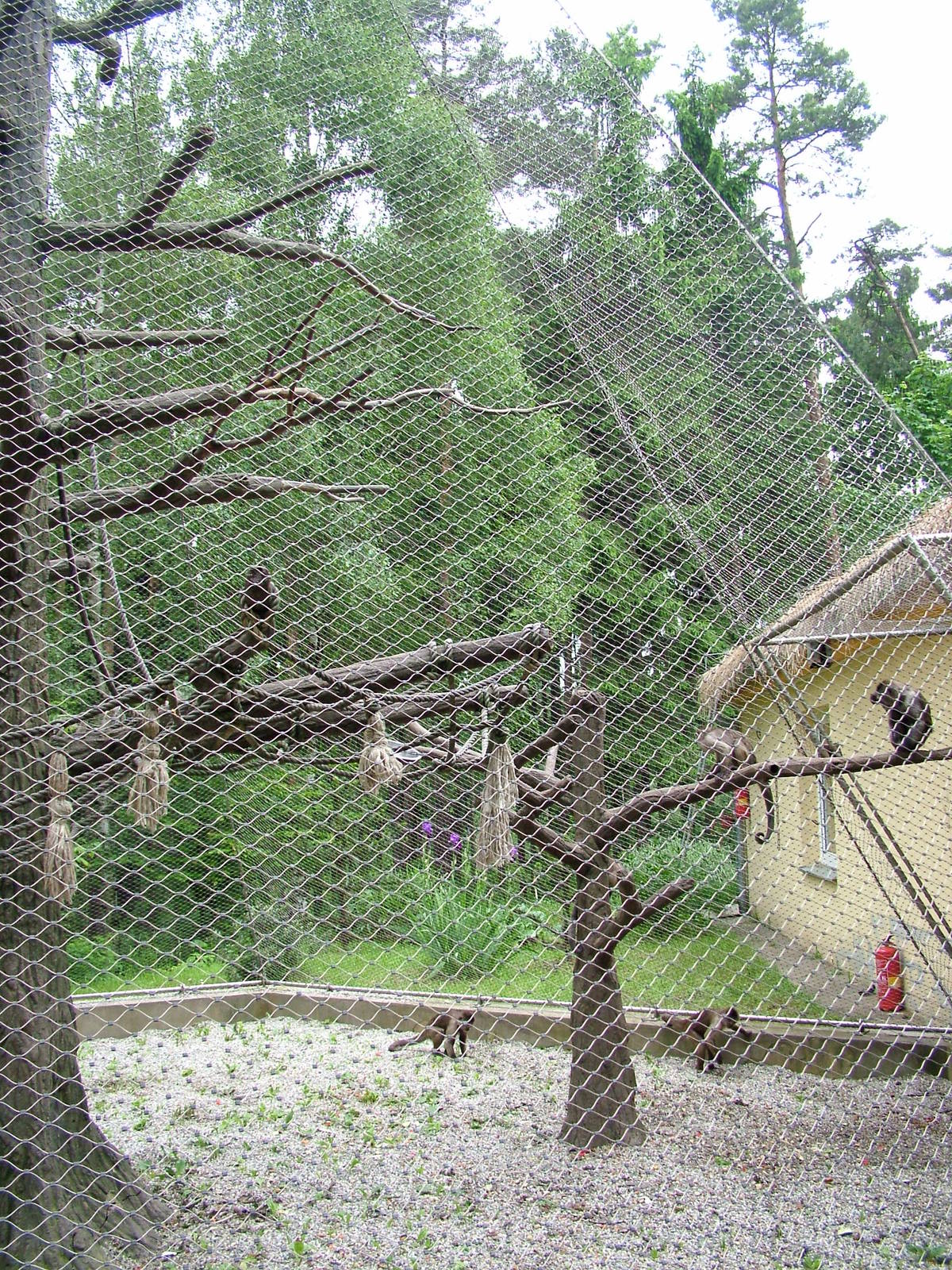 Weeper Capuchin exhibit at Olomouc 30/05/09