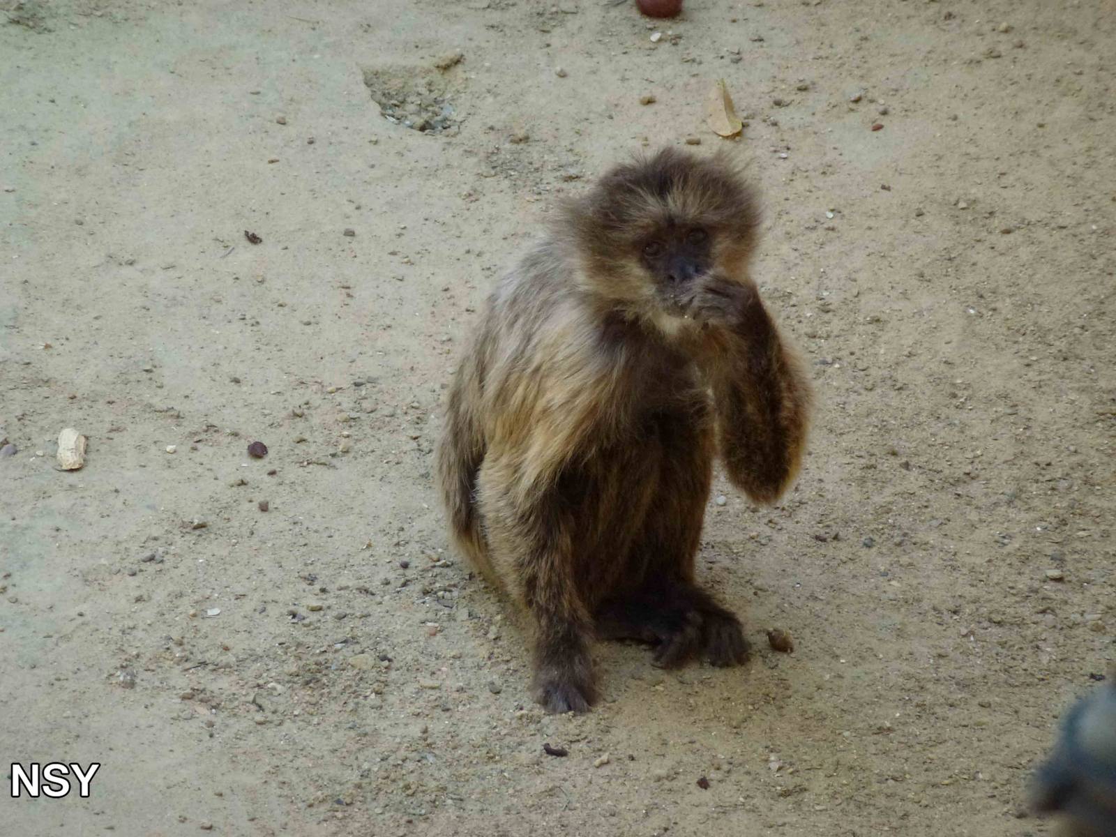 Weeper capuchin, July 2013.