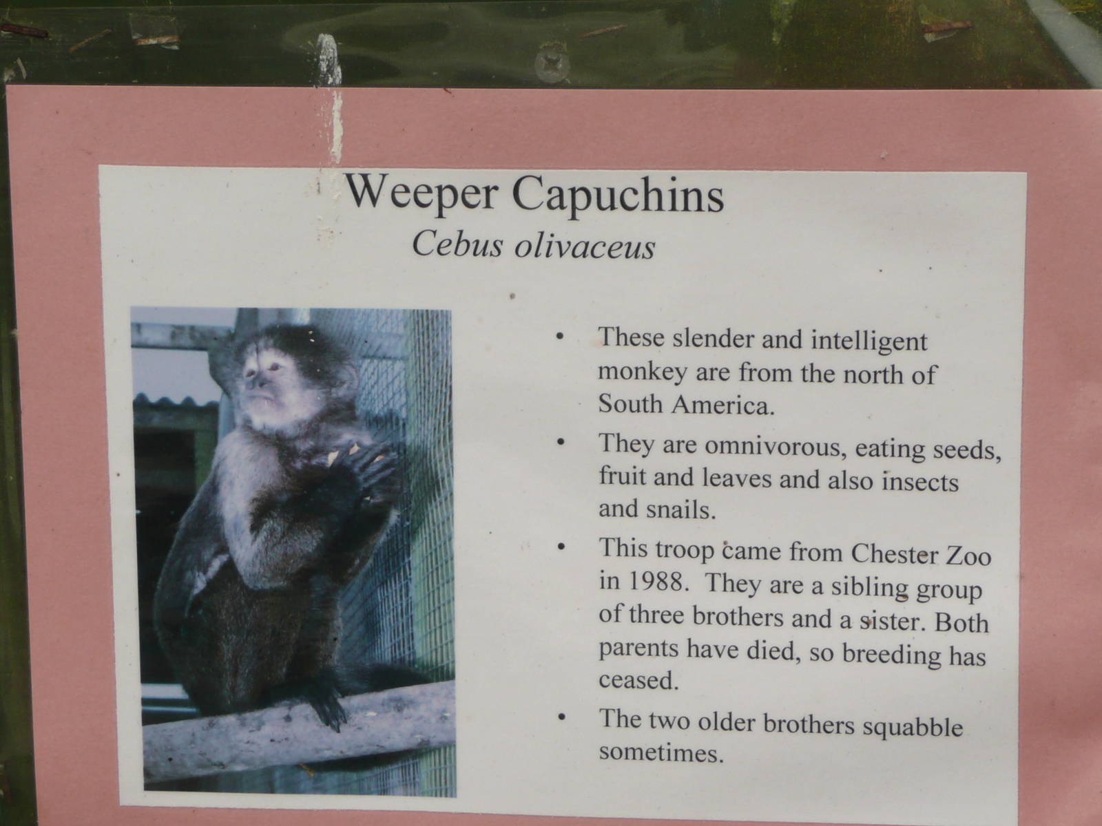 Weeper capuchin label