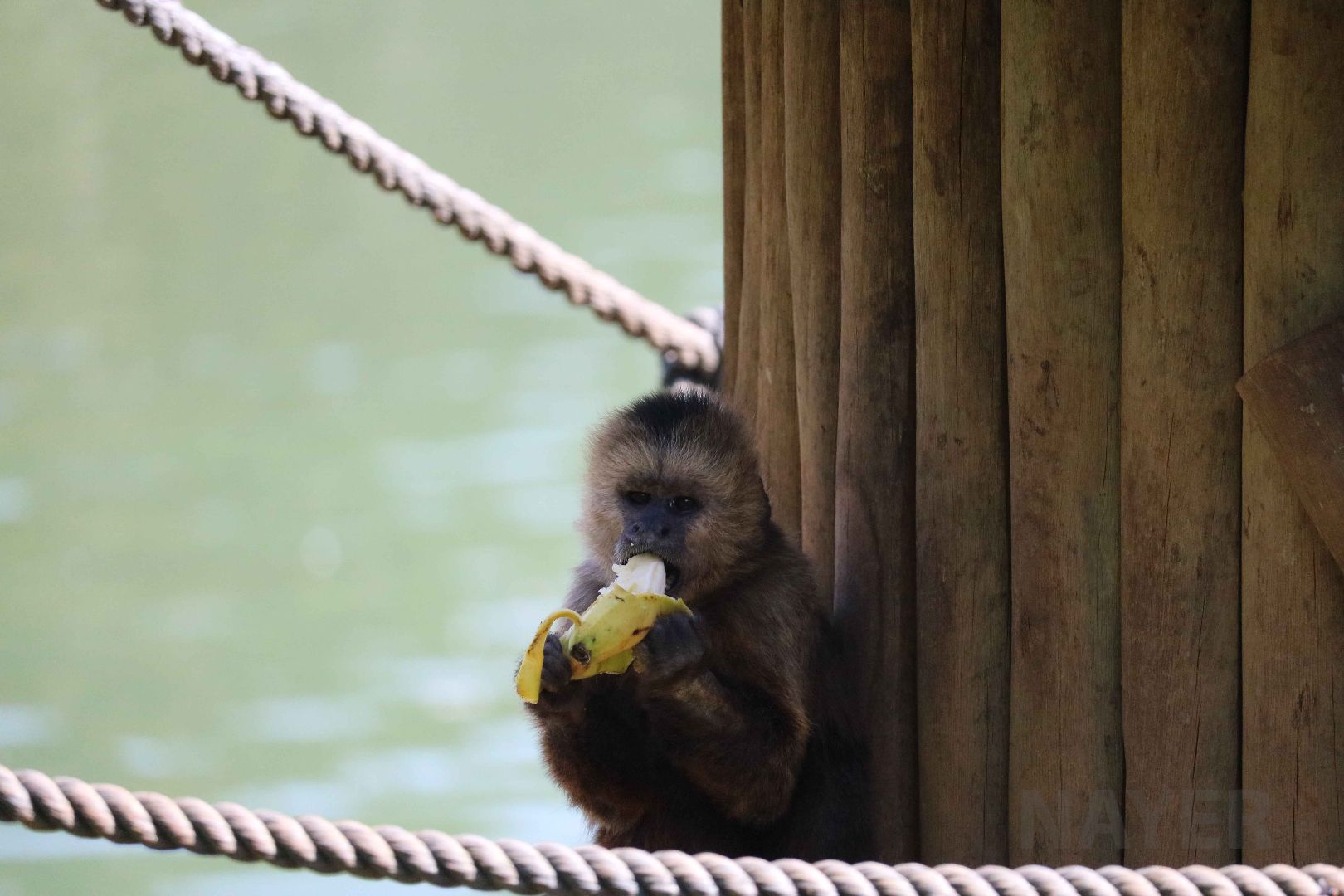 Weeper capuchin, May 2016