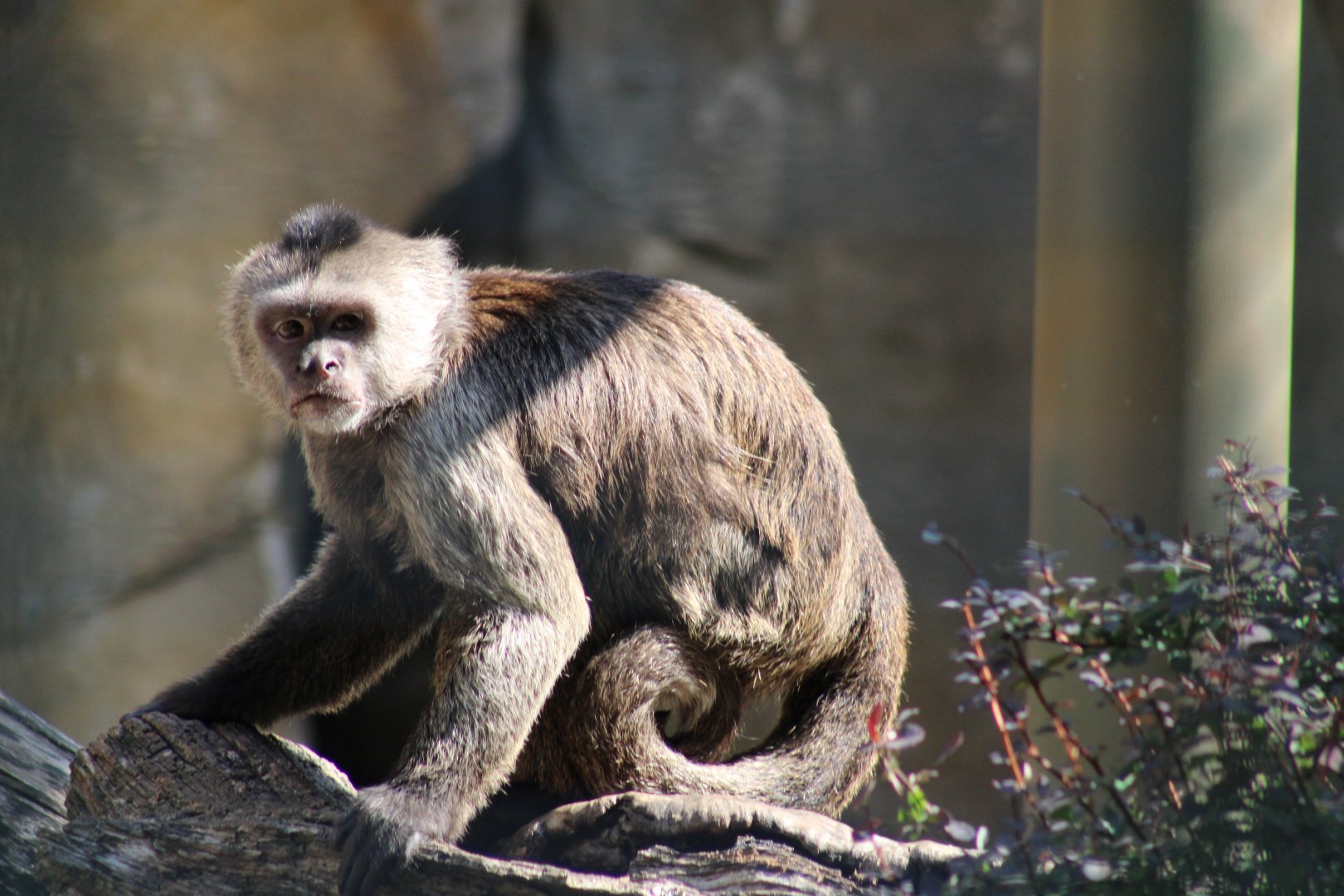 Weeper Capuchin