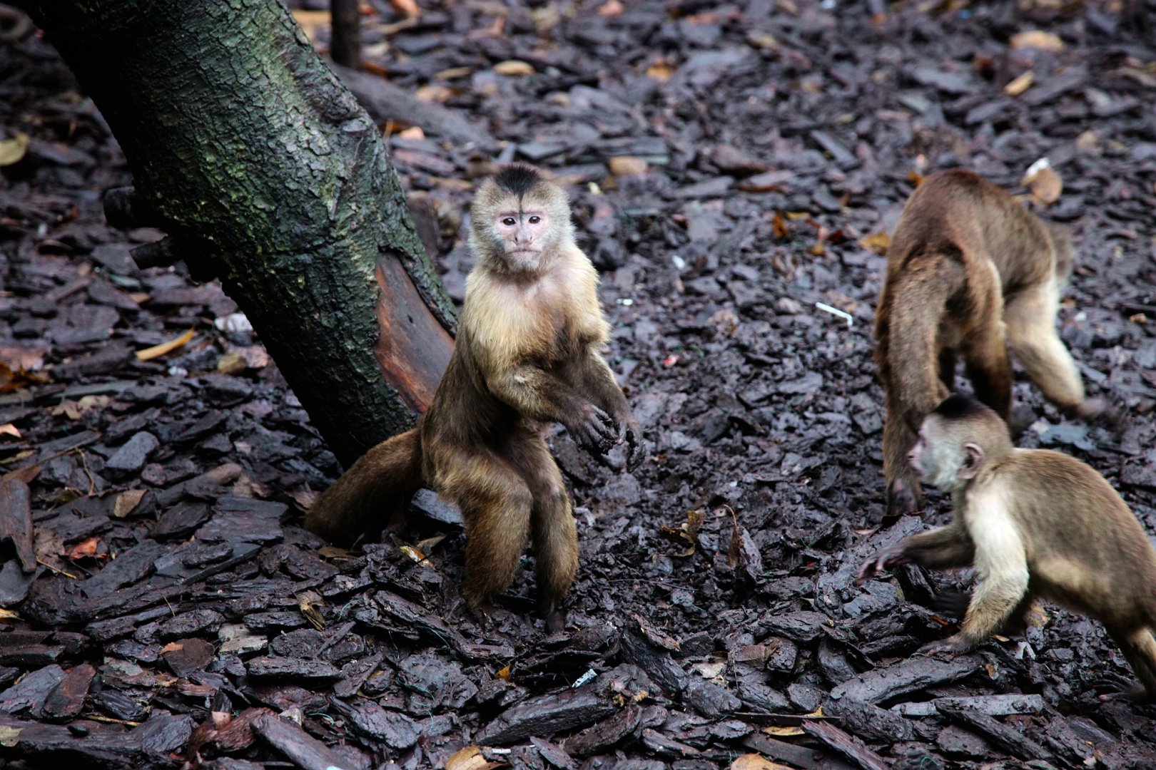 Weeper capuchins digging around the enclosure