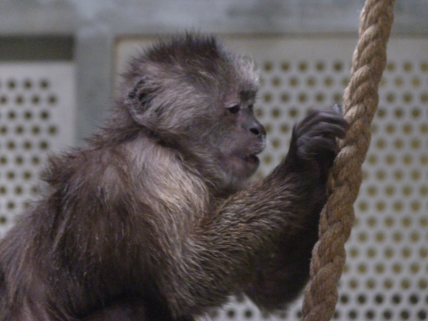 Weeping capuchin -Zoologischer Garten Berlin (2024)