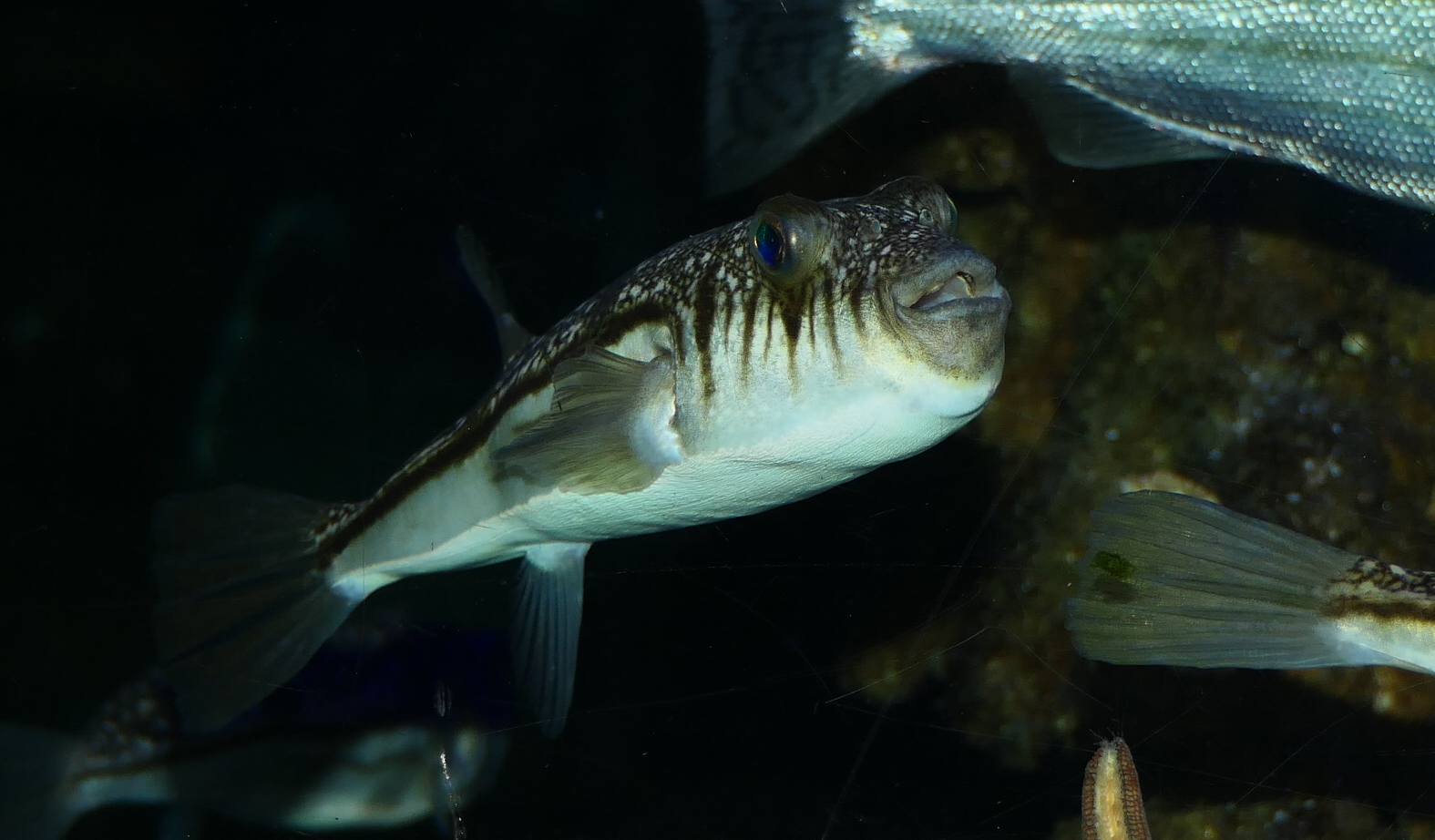Weeping Toadfish (Torquigener pleurogramma) - Cicerello's Aquarium, Fremantle