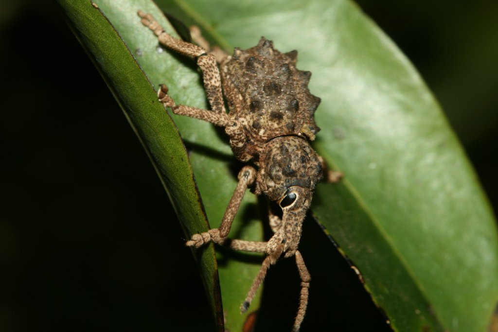 Weevil
