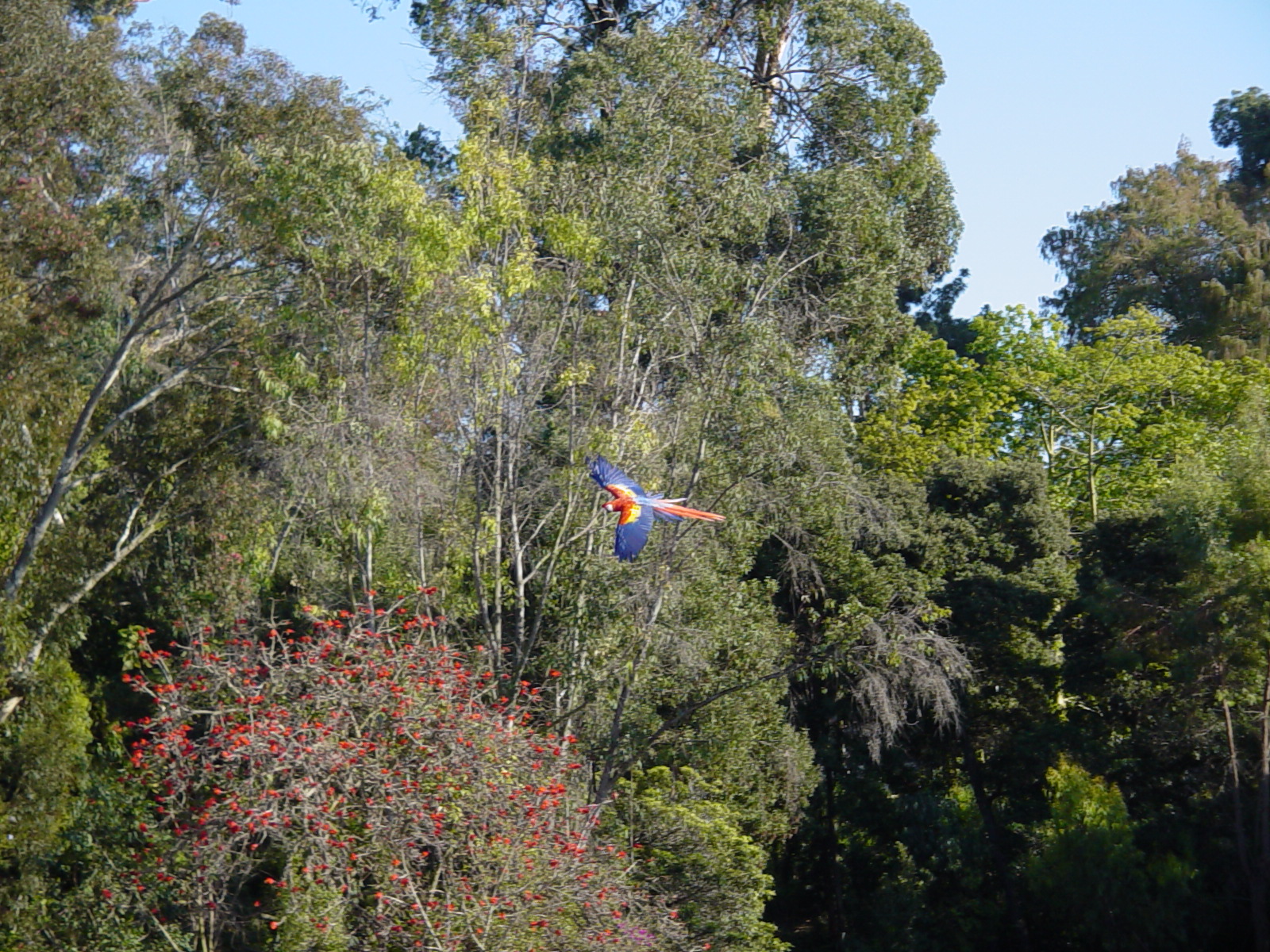 Wegeforth Bowl - Scarlet Macaw Free Flight Practice