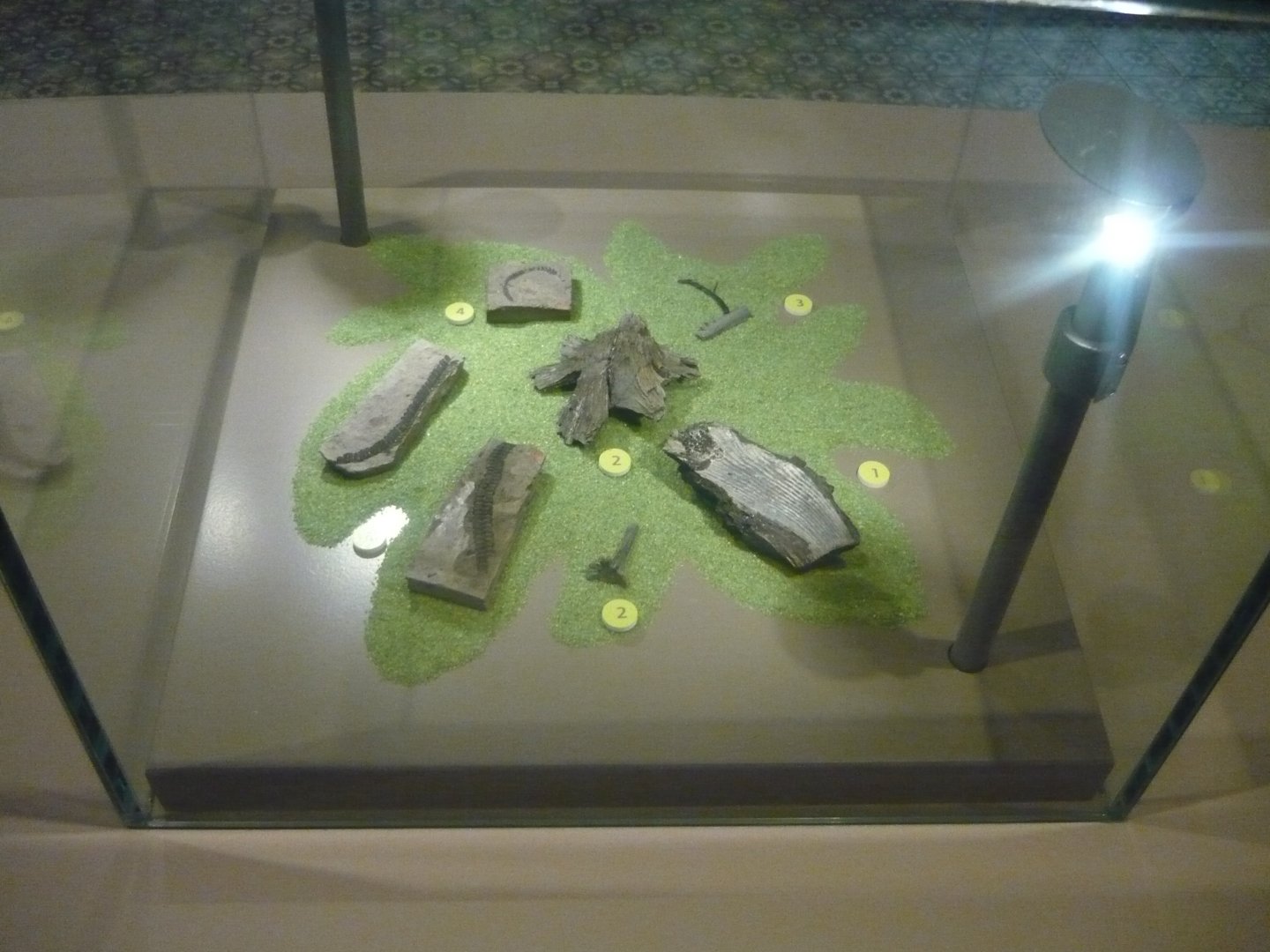 Weichselia reticulata