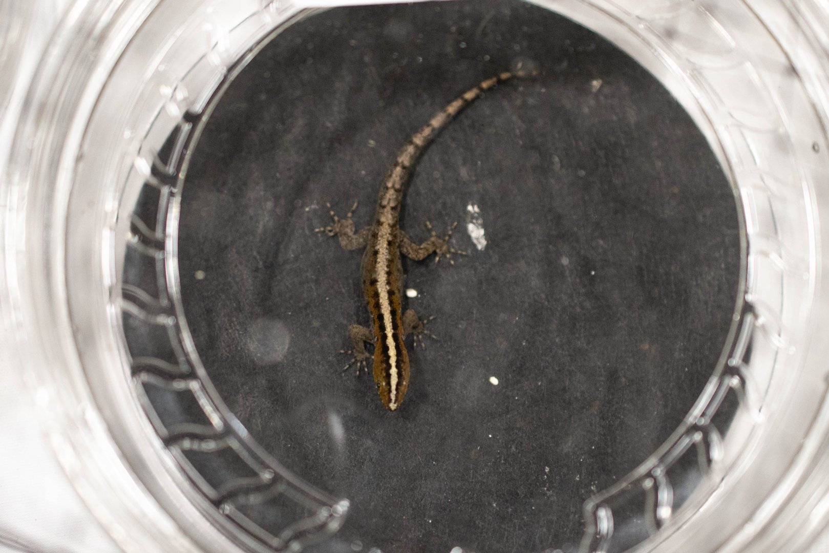 Weigmann's Striped Gecko- Gonatodes vittatus