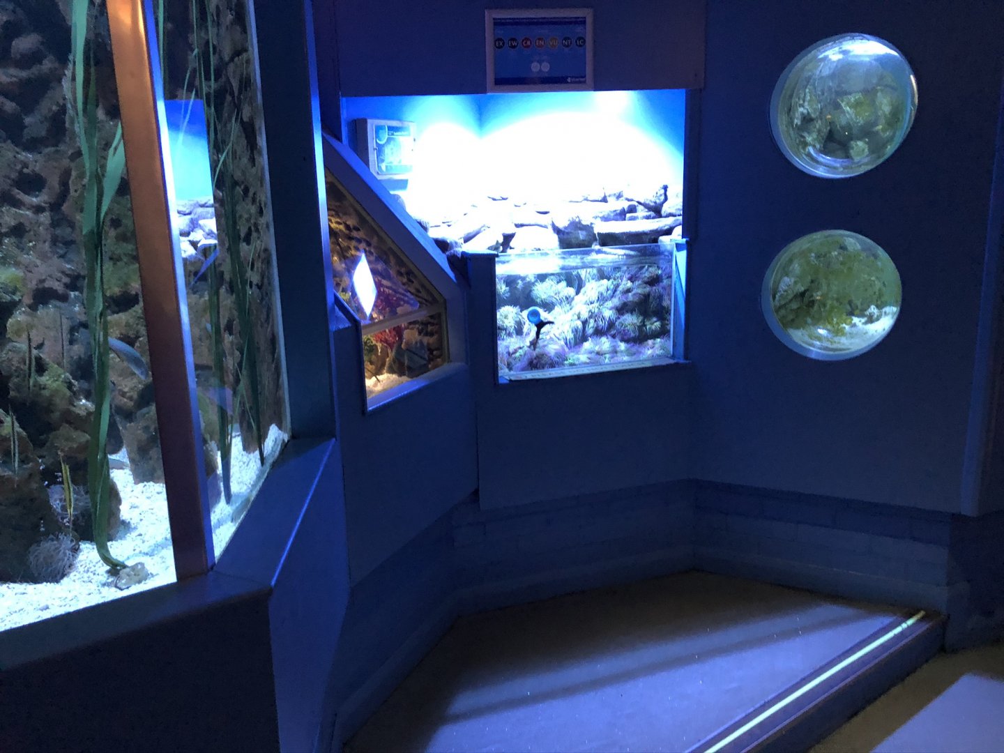 Weird and Wonderful Tanks at Tynemouth Aquarium (2019)