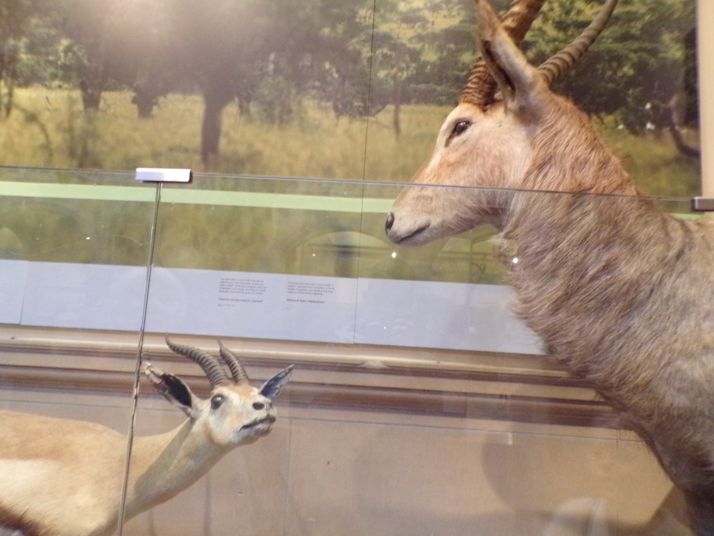 Weird antelopes (taken at Kelvingrove museum) 12.2.24